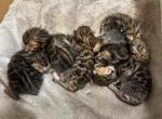 Remi litter 5 males 2 females TICA Registered - Bengal Kitten For Sale - CO&comma; US
