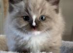 Drake - Ragdoll Kitten For Sale - 