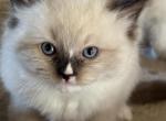 Grace - Ragdoll Kitten For Sale - 