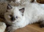 Sebastian - Ragdoll Kitten For Sale - 