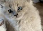 Blu - Ragdoll Kitten For Sale - 