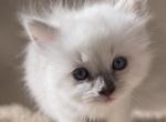 Luna - Ragdoll Kitten For Sale - Coolidge&comma; AZ&comma; US
