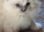 Mia - Ragdoll Kitten For Sale - Coolidge&comma; AZ&comma; US