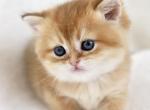 Boss - Scottish Straight Kitten For Sale - 