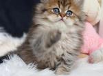 Frank - Persian Kitten For Sale - Beachwood&comma; NJ&comma; US