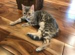 Denise - Bengal Cat For Sale - 