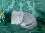 Leaf the blue and white Persian - Persian Kitten For Sale - 