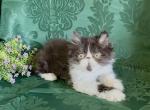 PENDING Forest black and white Persian - Persian Kitten For Sale - 