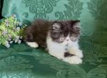 Forest black and white Persian - Persian Kitten For Sale - Delta&comma; PA&comma; US