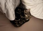Phoenix - Bengal Kitten For Sale - TX&comma; US