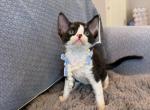Blk n white boy - Devon Rex Kitten For Sale - Fontana&comma; CA&comma; US