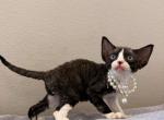 Dice boy - Devon Rex Kitten For Sale - Fontana&comma; CA&comma; US