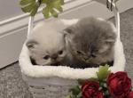 Cocos Litter - Persian Kitten For Sale - 