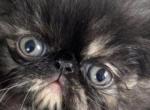 Tortoiseshell Girl - Persian Kitten For Sale - 