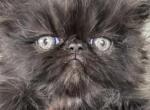 Black boy - Persian Kitten For Sale - 