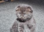 Onyx - Scottish Fold Kitten For Sale - Chicago&comma; IL&comma; US