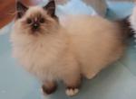 Seal mitted - Ragdoll Kitten For Sale - Bristow&comma; VA&comma; US