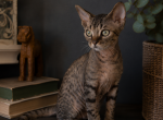Devon Rex black tabby male - Devon Rex Kitten For Sale - Hollywood&comma; FL&comma; US