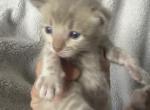 Snow litter - Bengal Kitten For Sale - 