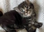 Aria's litter - Maine Coon Kitten For Sale - Morrisonville&comma; NY&comma; US