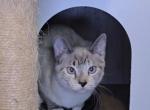 Autumn - Snowshoe Kitten For Sale - 