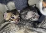 Zuri's litter - Bengal Kitten For Sale - Morrisonville&comma; NY&comma; US