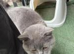 Brownie & Grey - Domestic Cat For Adoption - ATL&comma; GA&comma; US