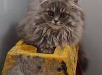 Blue Cream Persian Kitten - Persian Kitten For Sale - Parma&comma; OH&comma; US