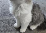 Blue White Persian Kitten - Persian Kitten For Sale - Parma&comma; OH&comma; US