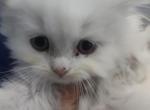 All White Blue Eyes - Persian Kitten For Sale - Parma&comma; OH&comma; US