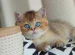 Korry Blue Eyed - British Shorthair Kitten For Sale - NY&comma; US