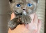 Journey - British Shorthair Kitten For Sale - NY&comma; US