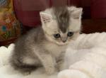 Silver - Scottish Straight Kitten For Sale - Springfield&comma; MA&comma; US