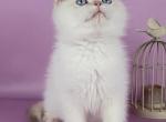 Xander - British Shorthair Kitten For Sale - NY&comma; US