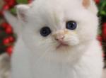 Ignat - British Shorthair Kitten For Sale - NY&comma; US