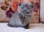 Eva - British Shorthair Kitten For Sale - NY&comma; US