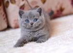 Emma bri - British Shorthair Kitten For Sale - NY&comma; US