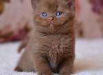 Ecler - British Shorthair Kitten For Sale - NY&comma; US