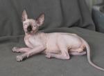 Beny - Sphynx Cat For Sale - 