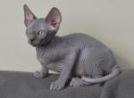 Luis - Sphynx Kitten For Sale - 