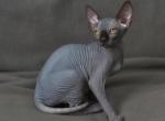 Lana - Sphynx Kitten For Sale - 
