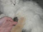 Longhair & shorthair Scottish fold and straight - Scottish Fold Kitten For Sale - Charlotte&comma; NC&comma; US