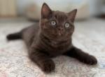 Thorn - British Shorthair Kitten For Sale - Vancouver&comma; WA&comma; US
