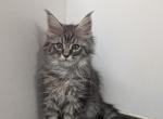 Black Smoke Shaded Tabby - Maine Coon Kitten For Sale - 