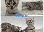 Potato - Bengal Kitten For Sale - ME&comma; US