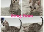 String Bean - Bengal Kitten For Sale - ME&comma; US