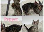 Pepper - Bengal Kitten For Sale - ME&comma; US