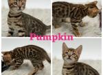 Pumpkin - Bengal Kitten For Sale - 