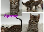 Sprout - Bengal Kitten For Sale - ME&comma; US