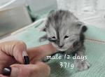 Splits - Maine Coon Kitten For Sale - 